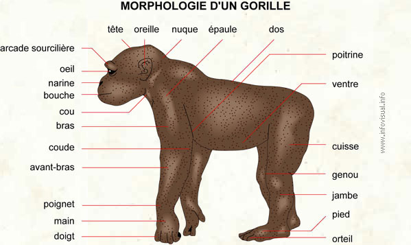 Gorille (Dictionnaire Visuel)